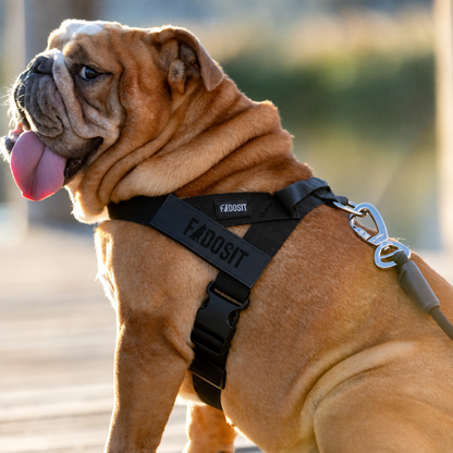FidoSit adjustable dog harness in Black, product photo 6