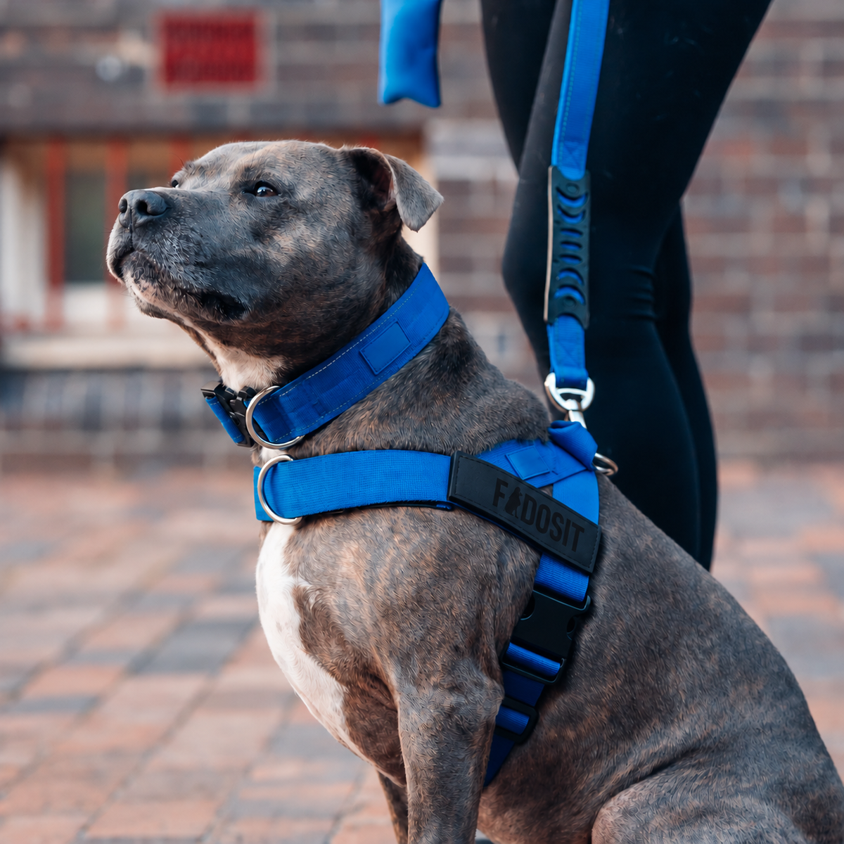 FidoSit adjustable dog harness in Classic Blue, product photo 6