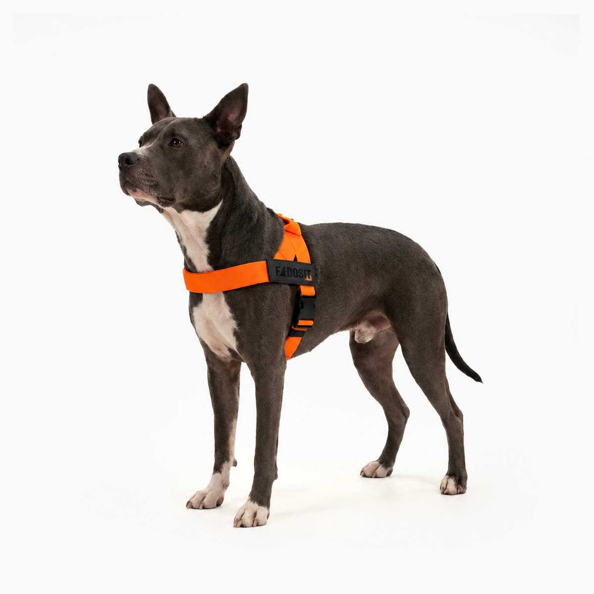 FidoSit adjustable dog harness in Hi-Vis Orange, product photo 3