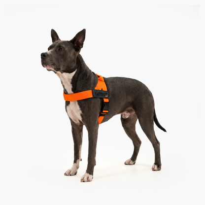 FidoSit adjustable dog harness in Hi-Vis Orange, product photo 3