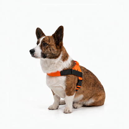 FidoSit adjustable dog harness in Hi-Vis Orange, product photo 4