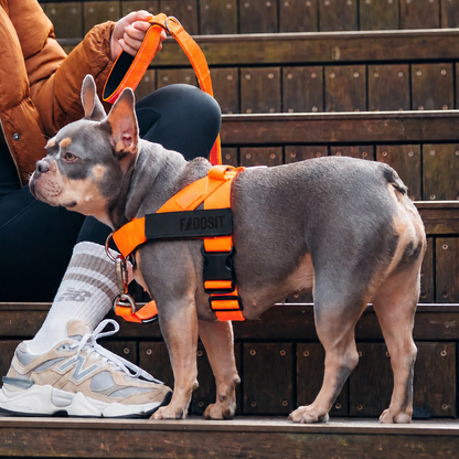 FidoSit adjustable dog harness in Hi-Vis Orange, product photo 6
