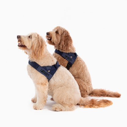 FidoSit adjustable dog harness in Premium Navy Blue, product photo 3