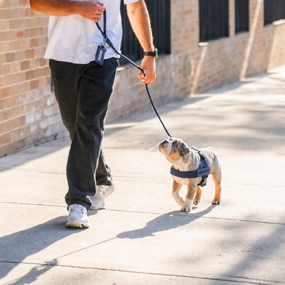 FidoSit adjustable dog harness in Premium Navy Blue, product photo 5