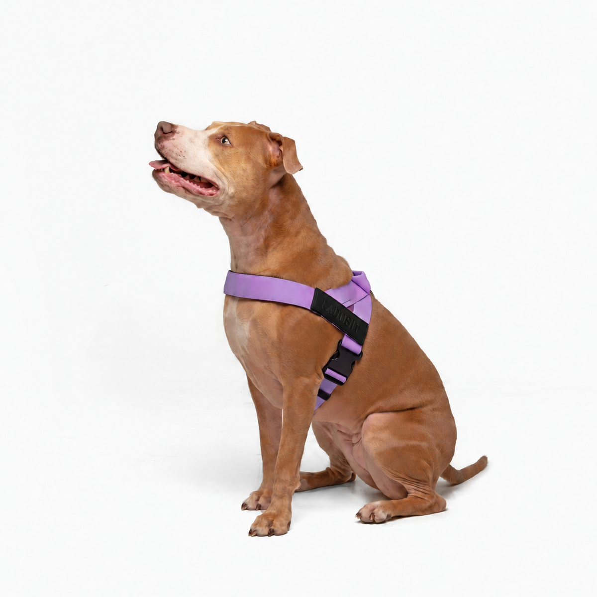FidoSit adjustable dog harness in Purple, product photo 3