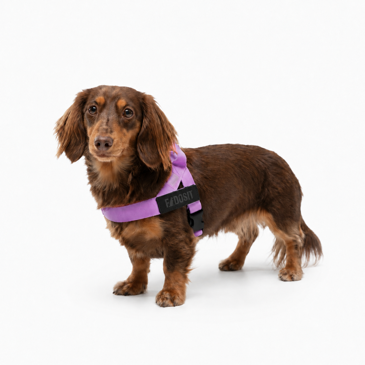 FidoSit adjustable dog harness in Purple, product photo 4