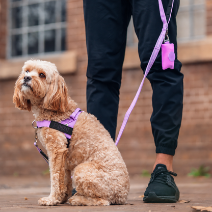 FidoSit adjustable dog harness in Purple, product photo 5