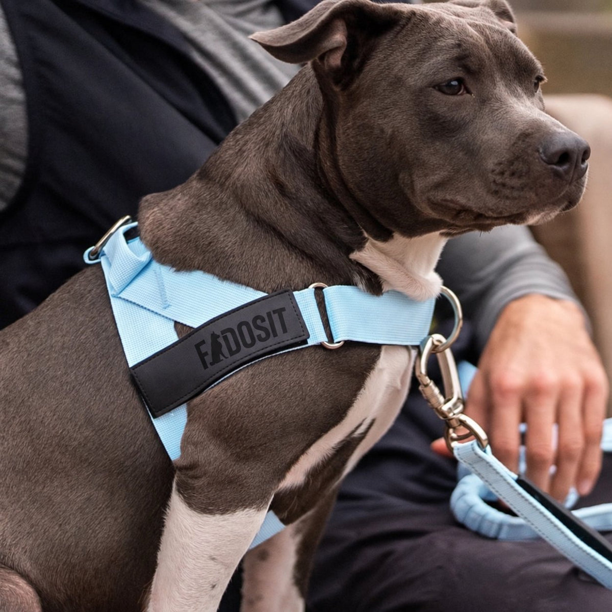 FidoSit adjustable dog harness in Sky Blue, product photo 6