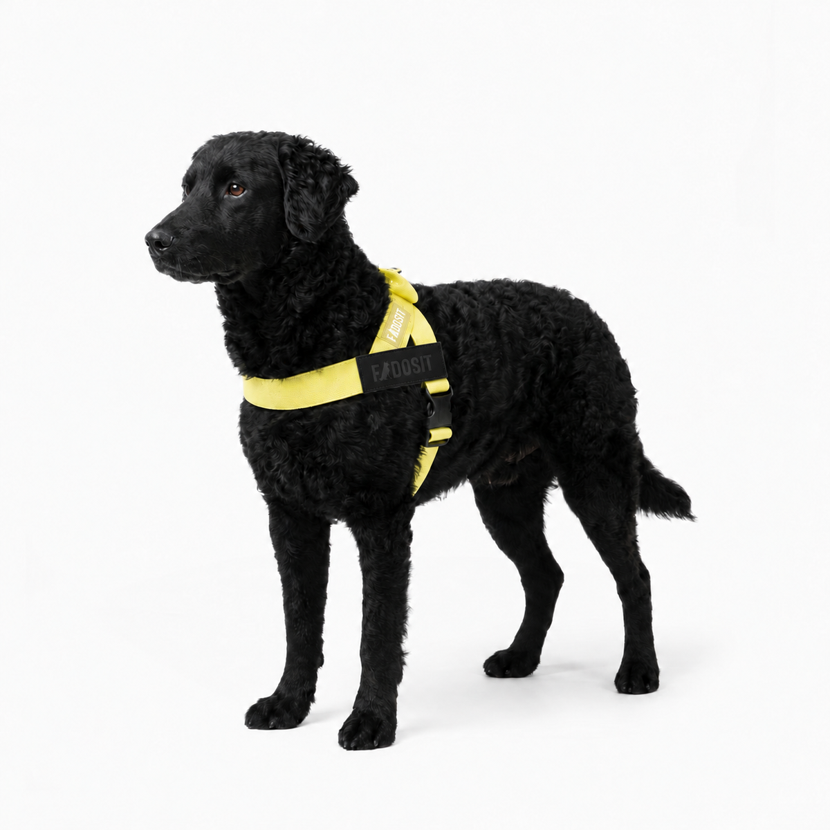 FidoSit adjustable dog harness in Yellow, product photo 3
