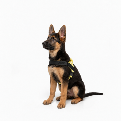 FidoSit adjustable dog harness in Yellow, product photo 4