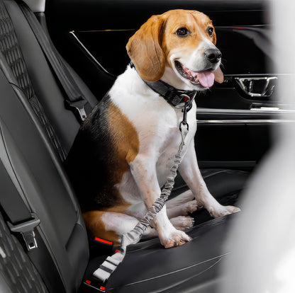 Cintura di sicurezza elastica per cani Anti-Colpo di Frusta